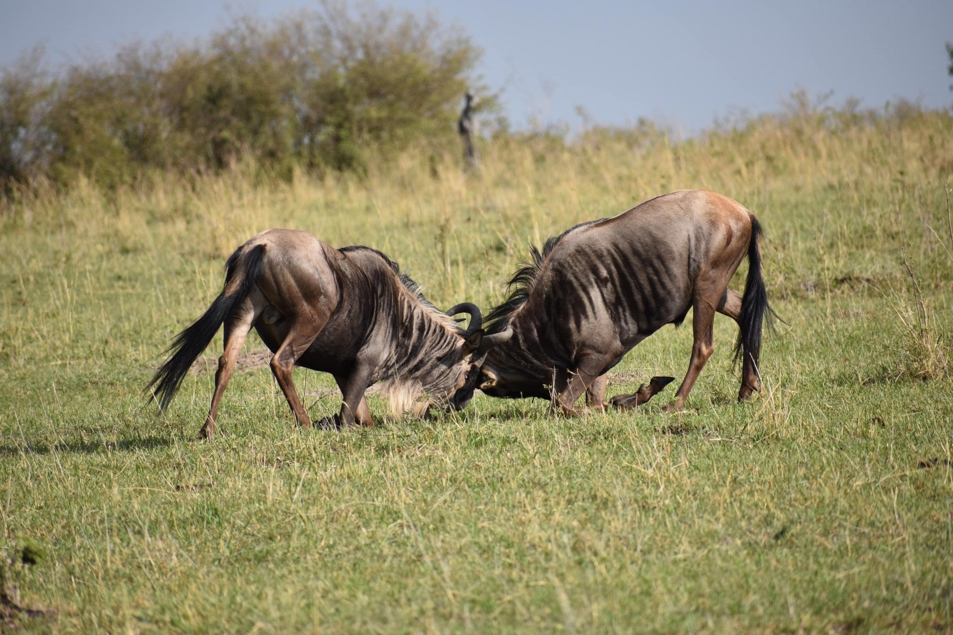 16 Days Wildebeest Migration and Gorilla