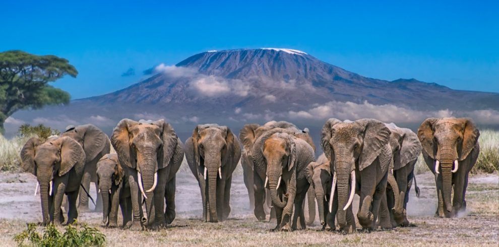 Kenya Safari and Beach Holiday