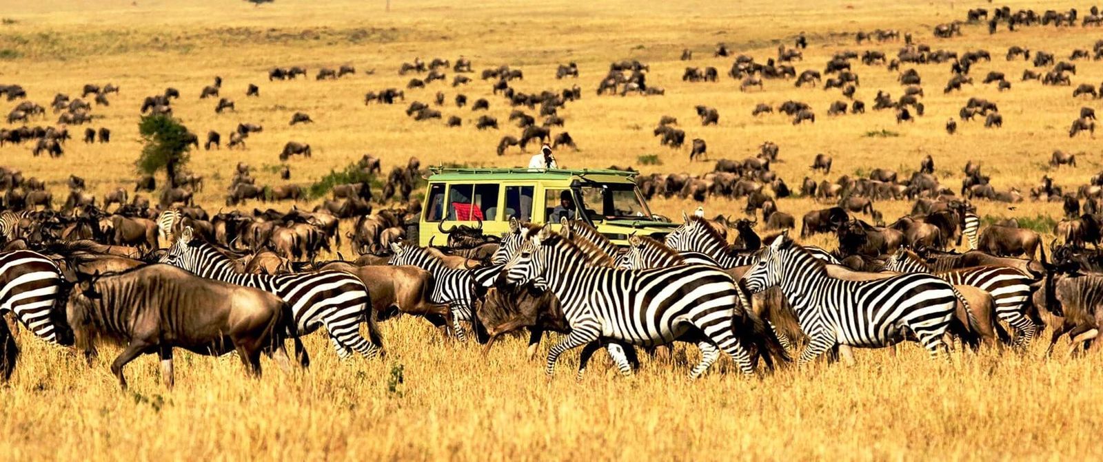 Maasai Mara and Serengeti Safari Tours