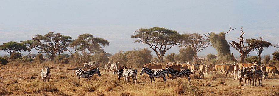 Best Time to Travel to Kenya