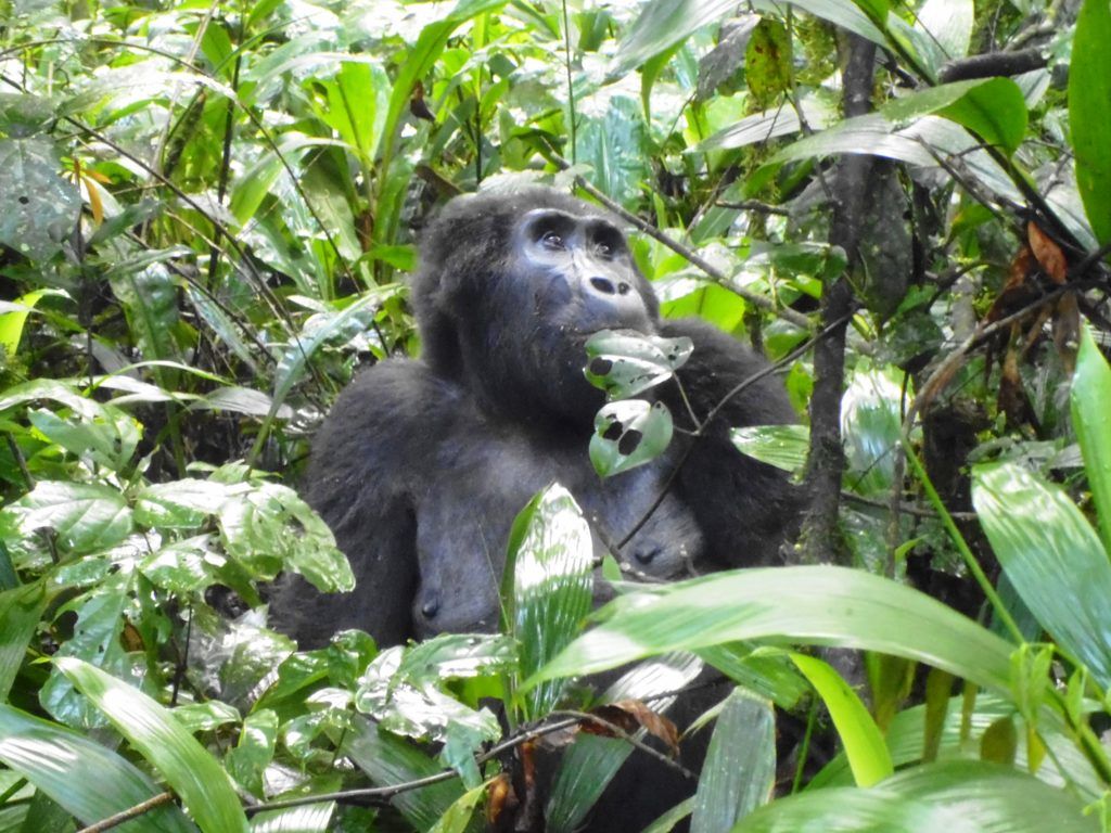 3 Days Magical Double Gorilla Tracking Safari