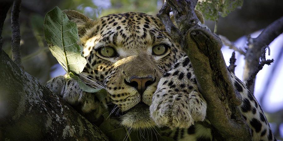 Best Tour Operator in Tanzania