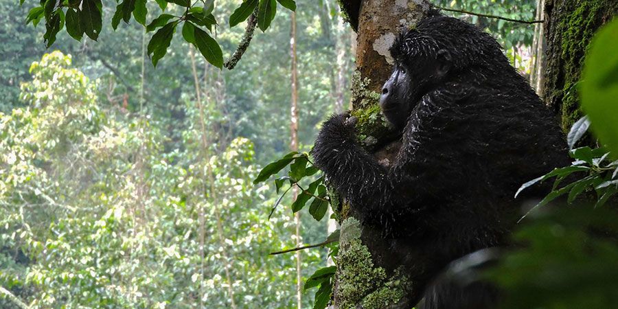 Kenya and Uganda Tour