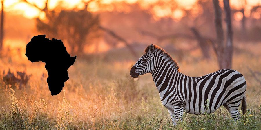 Safaris to Africa