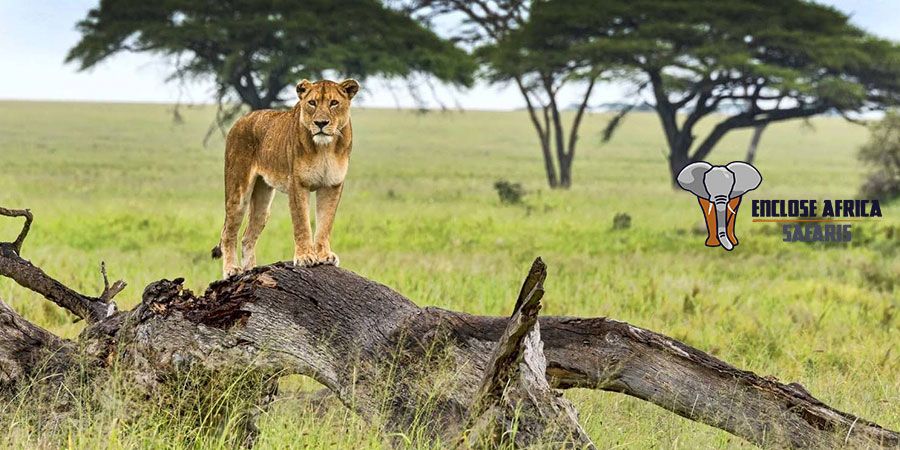 Tanzania Luxury Tour Operator