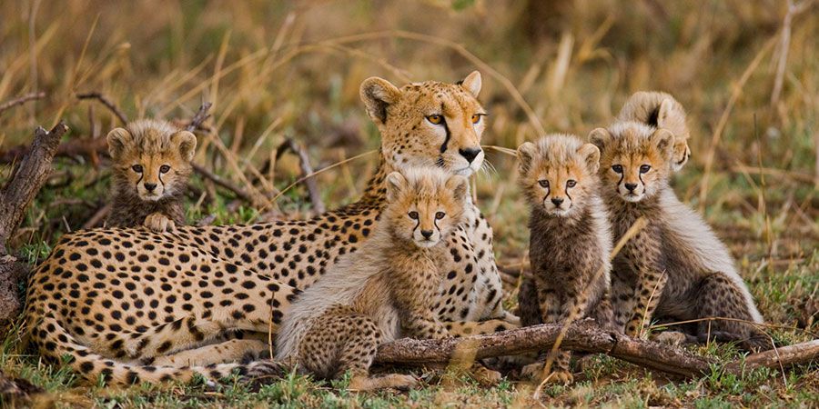 Visit Tanzania