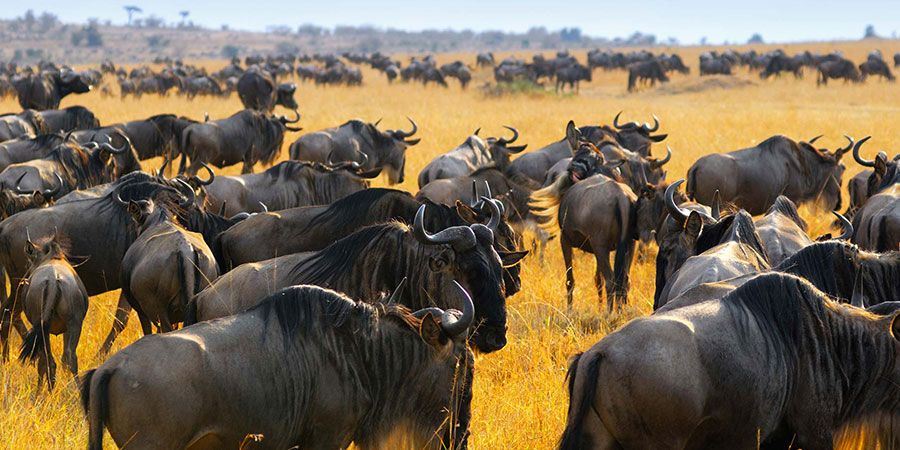 Kenya safaris