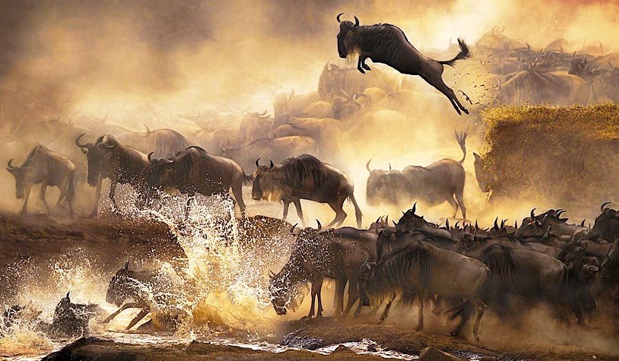 9 Days Tanzania Great Wildebeest Migration Safaris