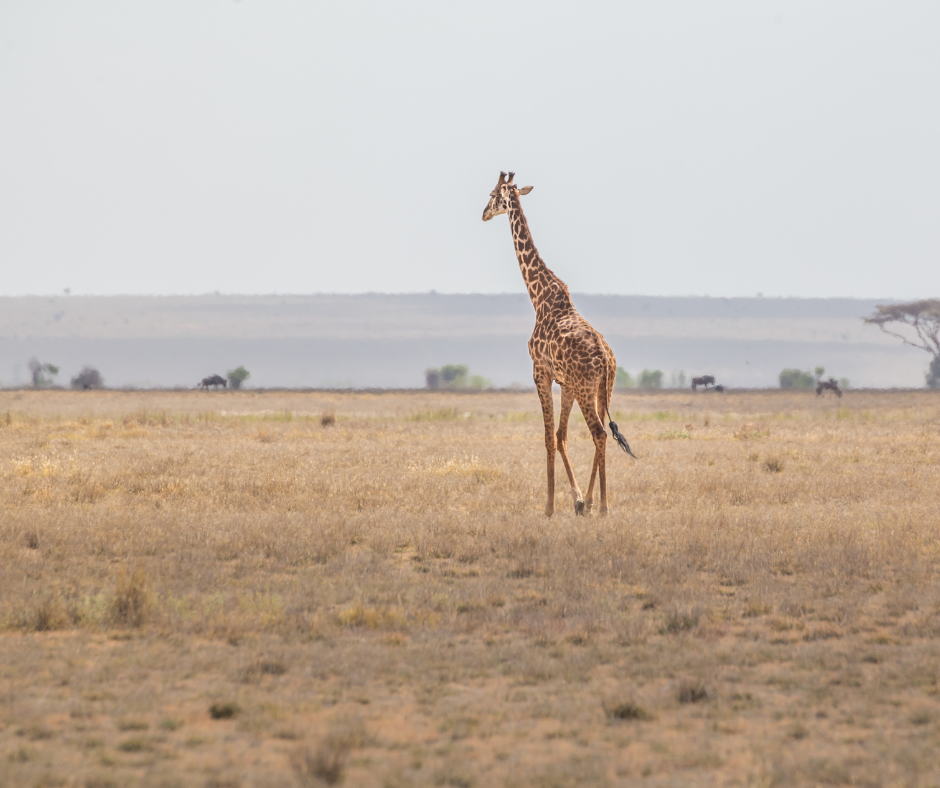 Top 10 Things to do in Kenya