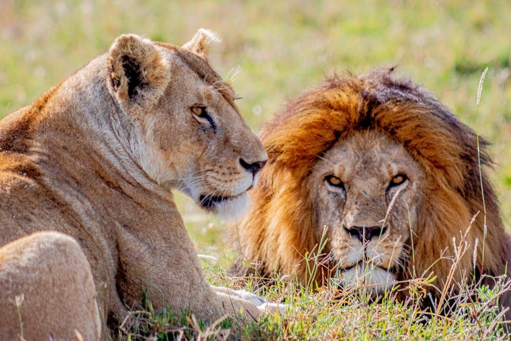 Visit Nyerere National Park