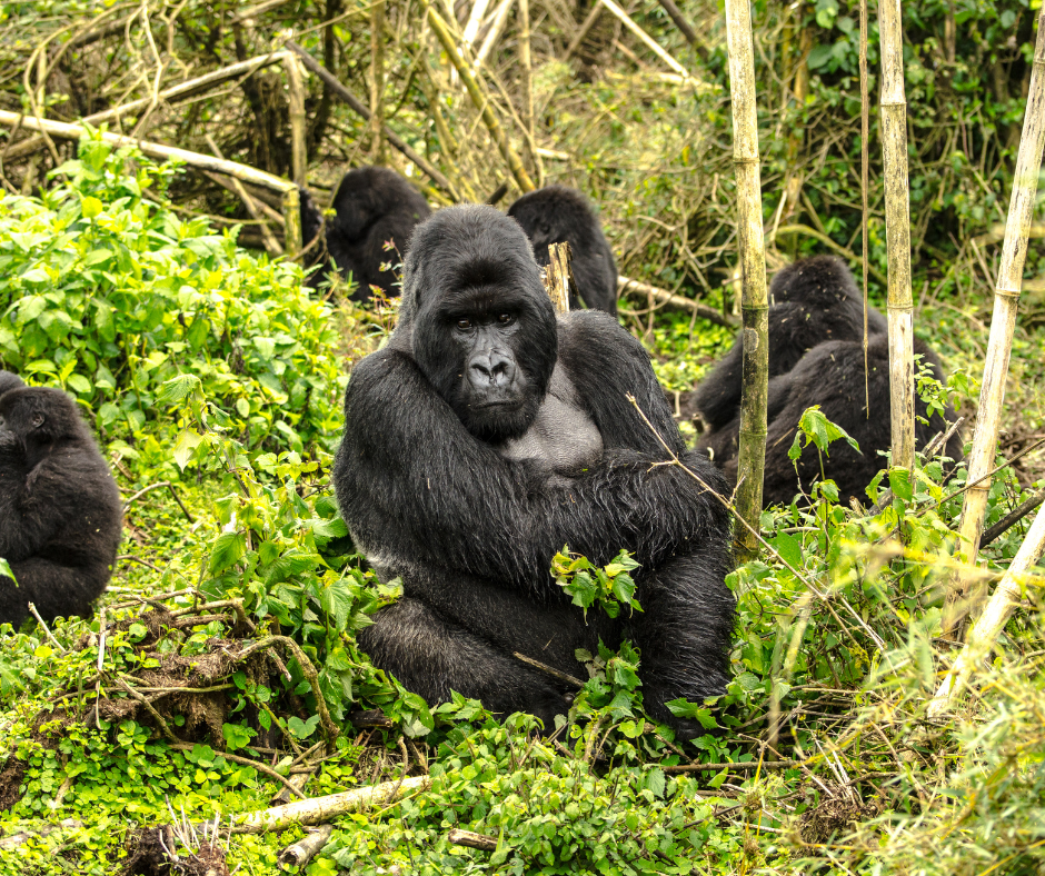 Gorilla families in volcanoes national park