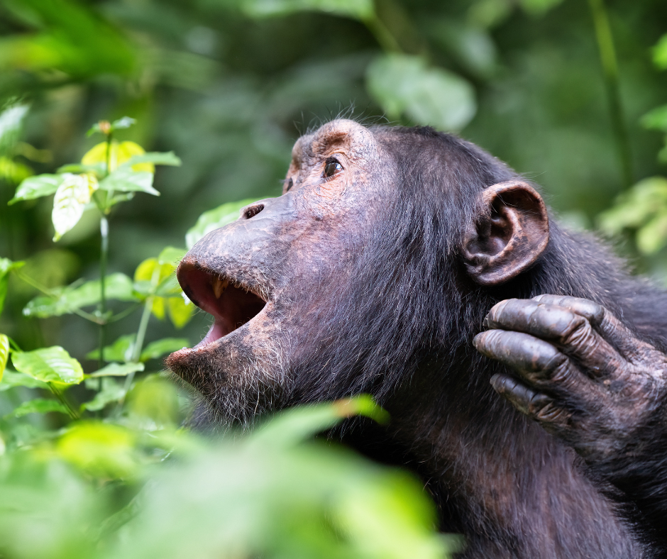Primate walk in Kibale National Park