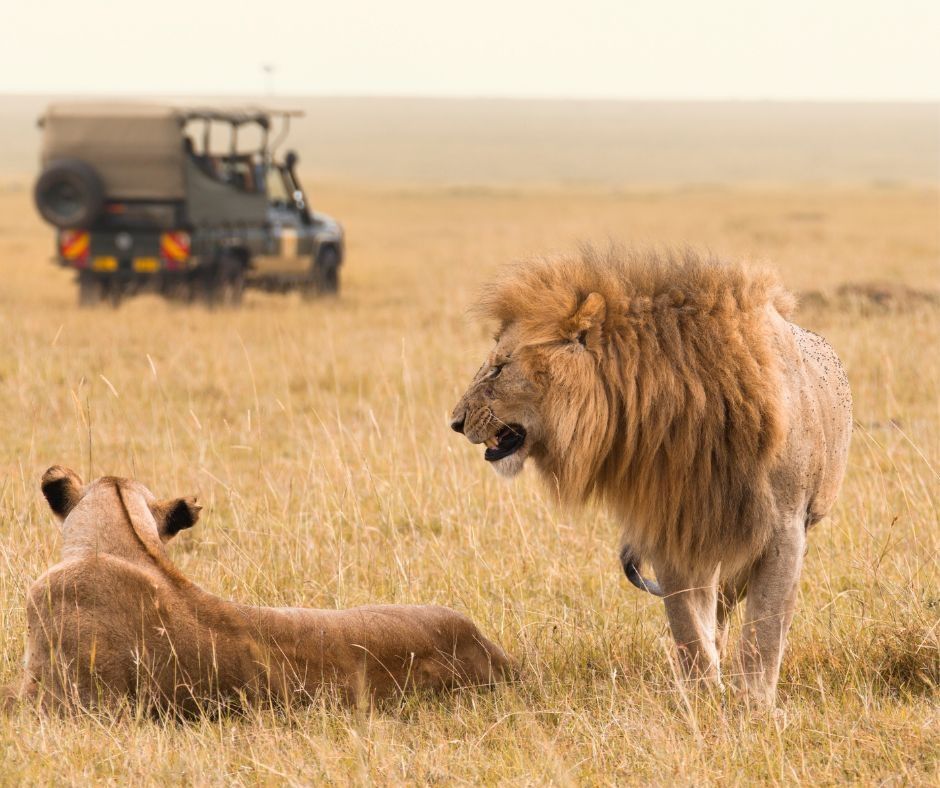 Exploring Africa's Majestic Big Five on Safari: A Wildlife Adventure