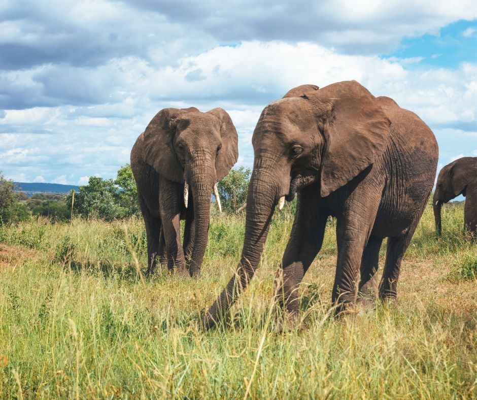 Visiting Tarangire National Park: A Wildlife Odyssey
