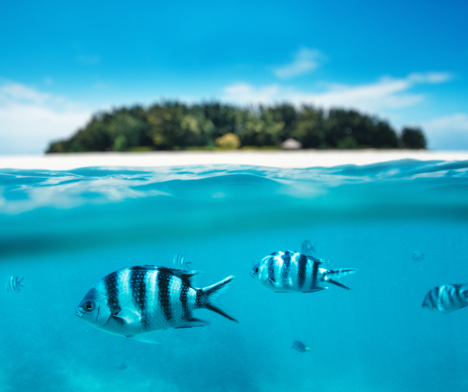 Things to do in Zanzibar - snorkeling fish