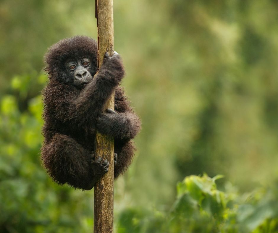 Uganda Gorilla Trekking Safari: the Ultimate Wildlife Adventure
