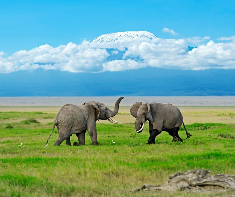 Visiting Amboseli National Park: A Jewel of Kenya's Wilderness