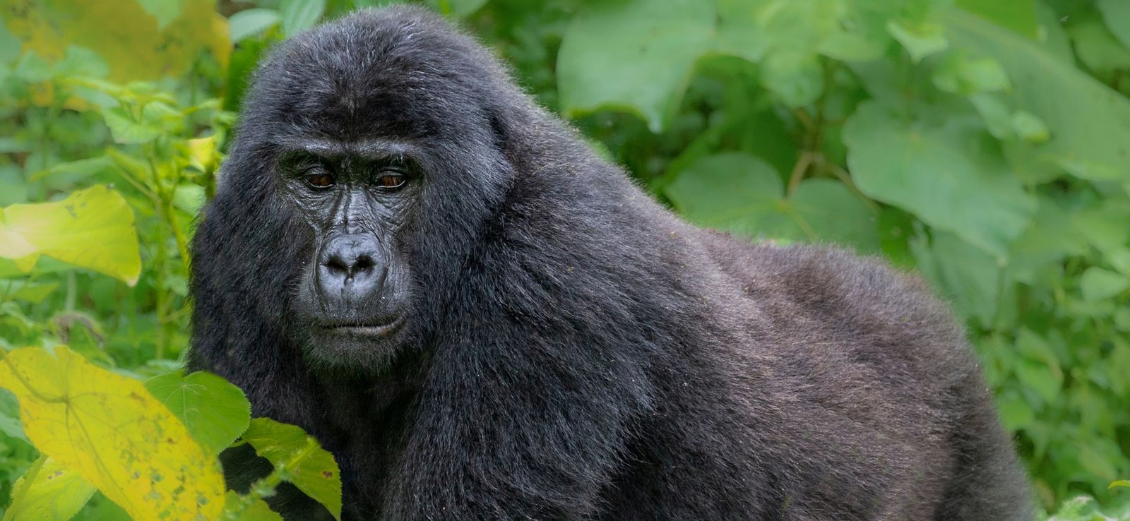 Gorilla Trekking and Tanzania Safari