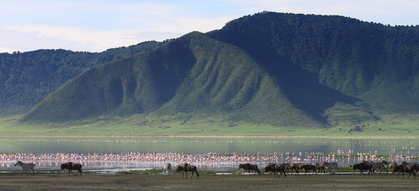 A herd of wildebeests walk beside a body of water filled with flamingoes during the BEST TIME TO SEE GREAT MIGRATION