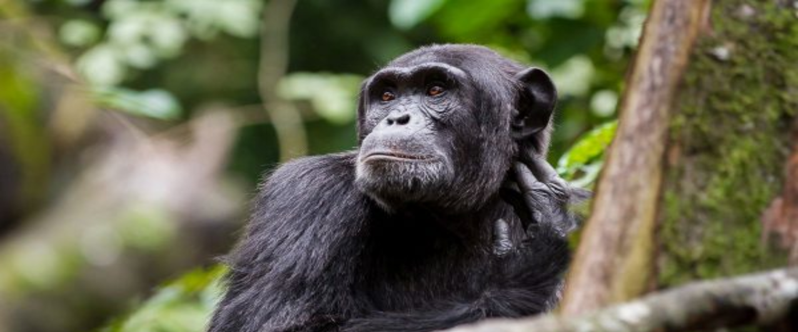 8 Days Uganda Gorilla Encounter Adventure Safari