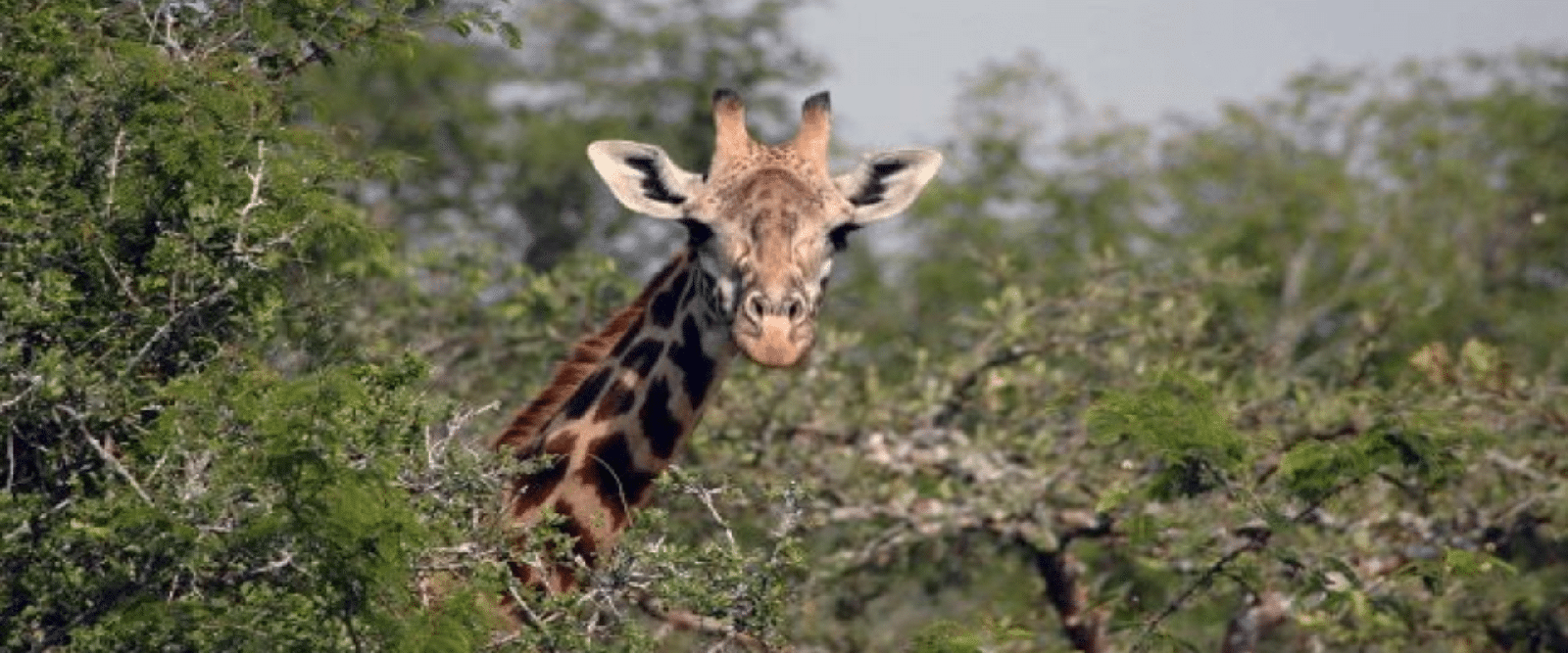 1 Day Akagera National Park Game Drive Safari