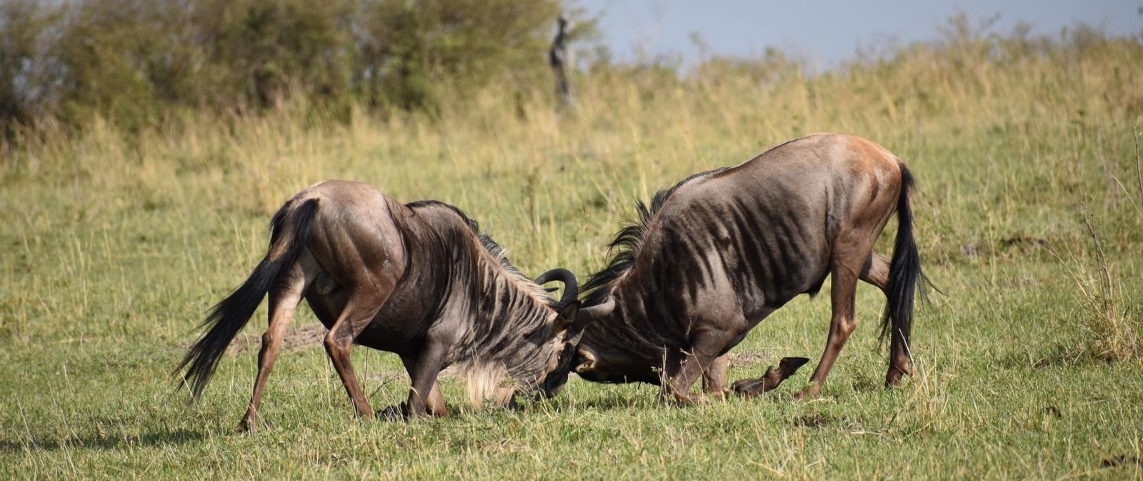 Best Time to See Great Migration: Locations & Seasons