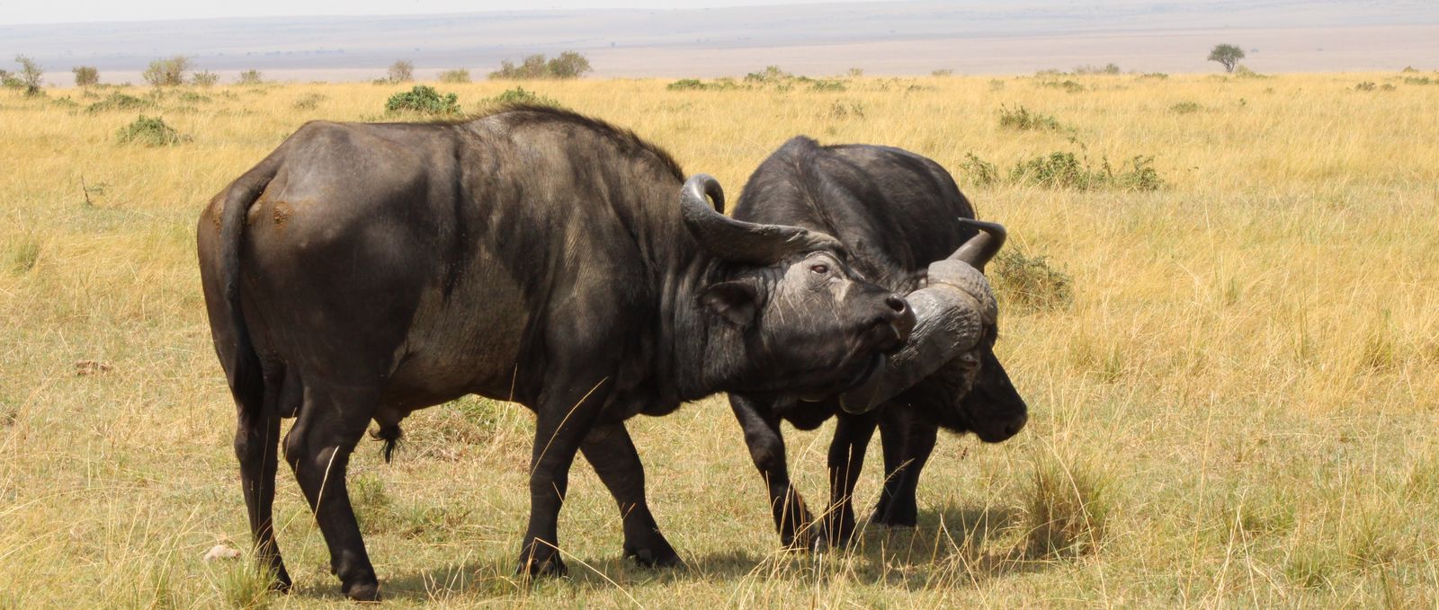 Animals of Tanzania and Serengeti