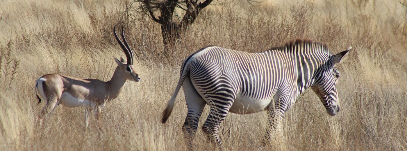 animals of tanzania and serengeti