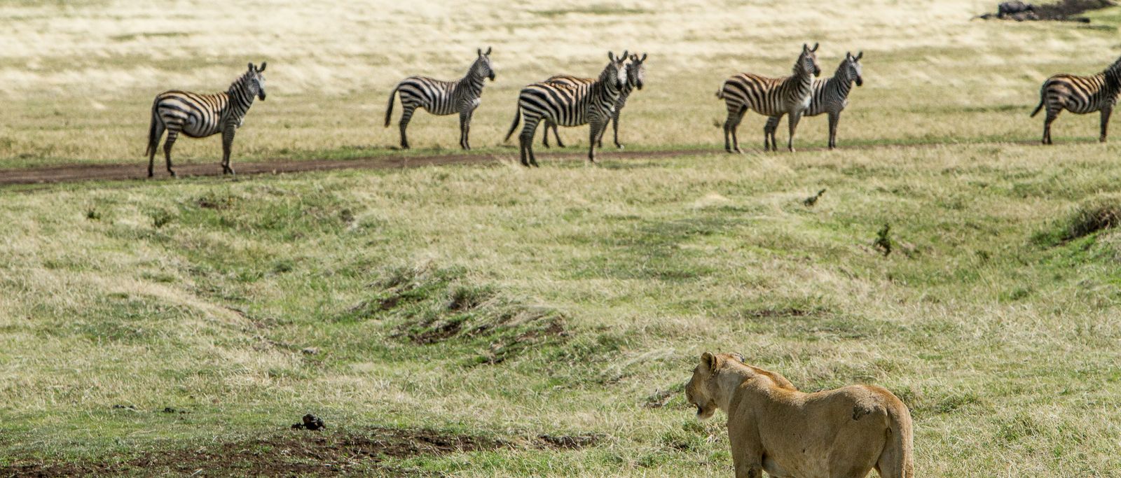 Safari in Ngorongoro Crater