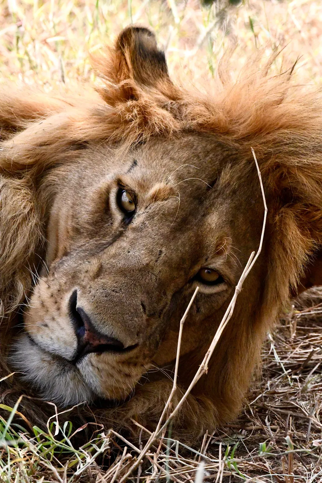 5 Days Luxury Flying Maasai Mara Safari